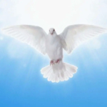 Why is the dove often a symbol for the Holy Spirit?
